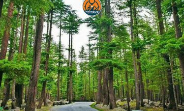 Jeep entering the dense pine woods of Ushu Forest, Kalam
