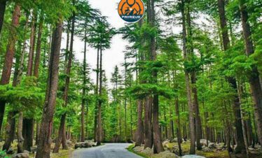 Camping tents in Kalam Valley surrounded by trees, hills, and river views