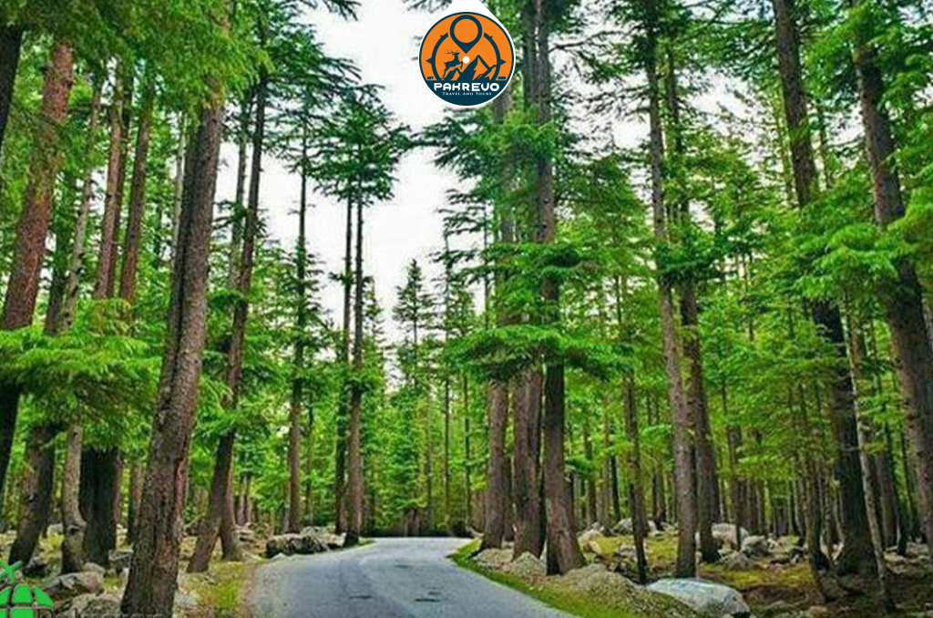 Camping tents in Kalam Valley surrounded by trees, hills, and river views