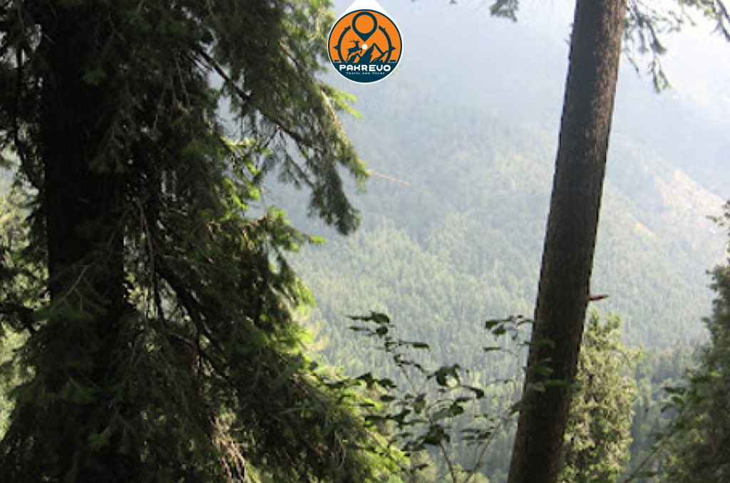 Misty pine forest trail in Murree during early morning fog